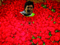 Scuola calcio over 40: settecento rose rosse in dono al presidente Sersao. Sospetti su Van Bonfanten